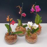 84. ORQUIDEA MINI PHALAENOPSIS