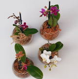 84. ORQUIDEA MINI PHALAENOPSIS