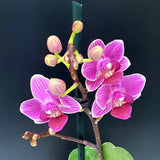 84. ORQUIDEA MINI PHALAENOPSIS
