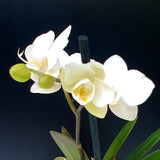84. ORQUIDEA MINI PHALAENOPSIS