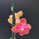 84. ORQUIDEA MINI PHALAENOPSIS