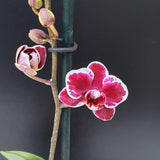 84. ORQUIDEA MINI PHALAENOPSIS