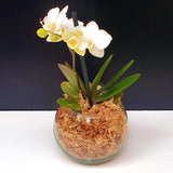 84. ORQUIDEA MINI PHALAENOPSIS