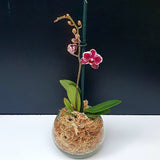 84. ORQUIDEA MINI PHALAENOPSIS