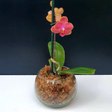 84. ORQUIDEA MINI PHALAENOPSIS