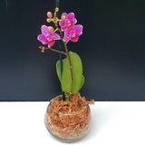 84. ORQUIDEA MINI PHALAENOPSIS