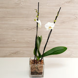 76. Orquídea Phalaenopsis Blanca