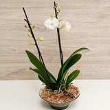 76. Orquídea Phalaenopsis Blanca