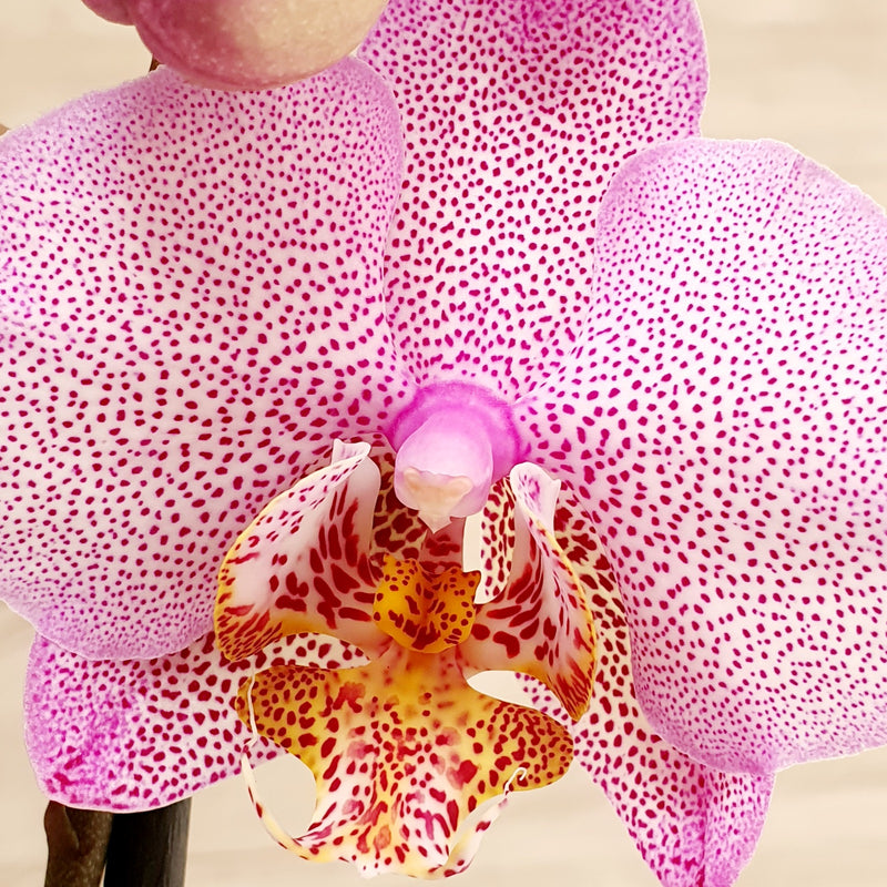 73. Orquídea Phalaenopsis Rosada