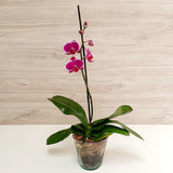 75. Orquídea Phalaenopsis Fucsia