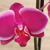 75. Orquídea Phalaenopsis Fucsia
