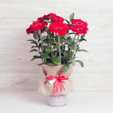 Arreglo de Gerberas Rojas – Pasión y Color con Base Metálica