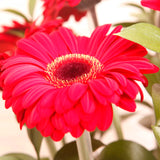 Arreglo de Gerberas Rojas – Pasión y Color con Base Metálica