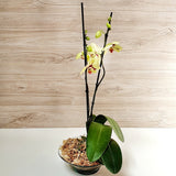 77. Orquídea Phalaenopsis Amarilla