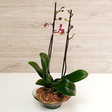 74. Orquídea Phalaenopsis Moteada