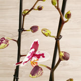 74. Orquídea Phalaenopsis Moteada