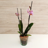 73. Orquídea Phalaenopsis Rosada