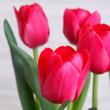 Arreglo de Tulipanes Rojos – Pasión y Amor con Base Metálica