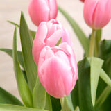 Arreglo de Tulipanes Rosados – Delicadeza y Ternura con Base Metálica