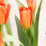 1. ARREGLO DE TULIPANES NARANJO