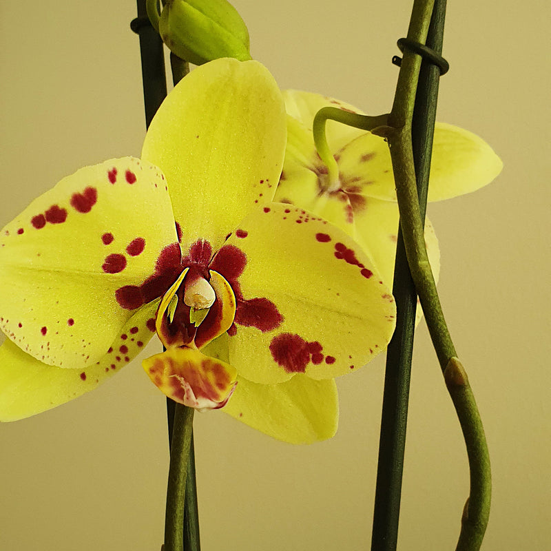77. Orquídea Phalaenopsis Amarilla
