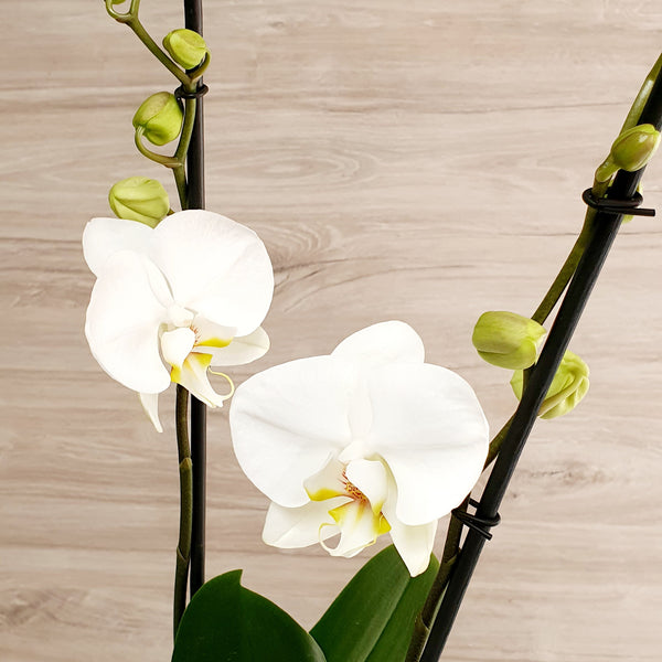 76. Orquídea Phalaenopsis Blanca