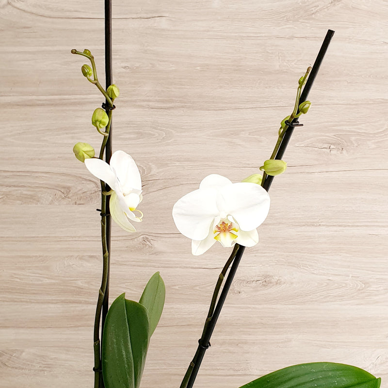 76. Orquídea Phalaenopsis Blanca
