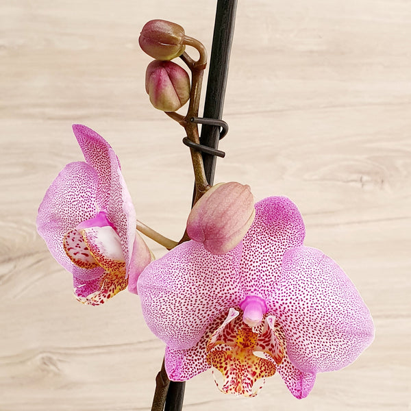 73. Orquídea Phalaenopsis Rosada