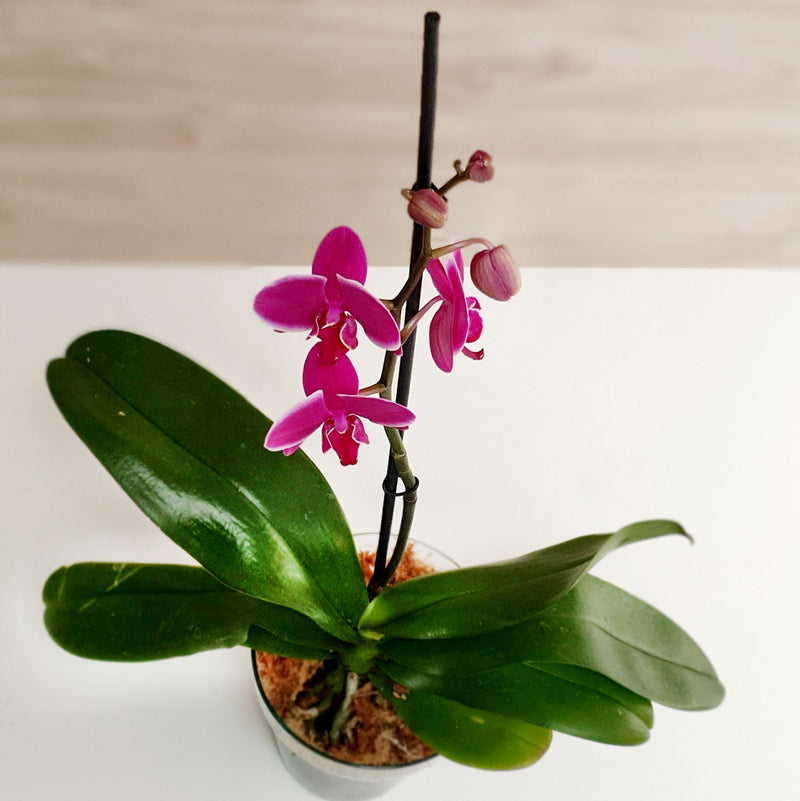 75. Orquídea Phalaenopsis Fucsia