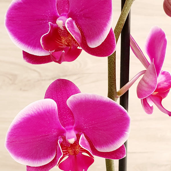 75. Orquídea Phalaenopsis Fucsia