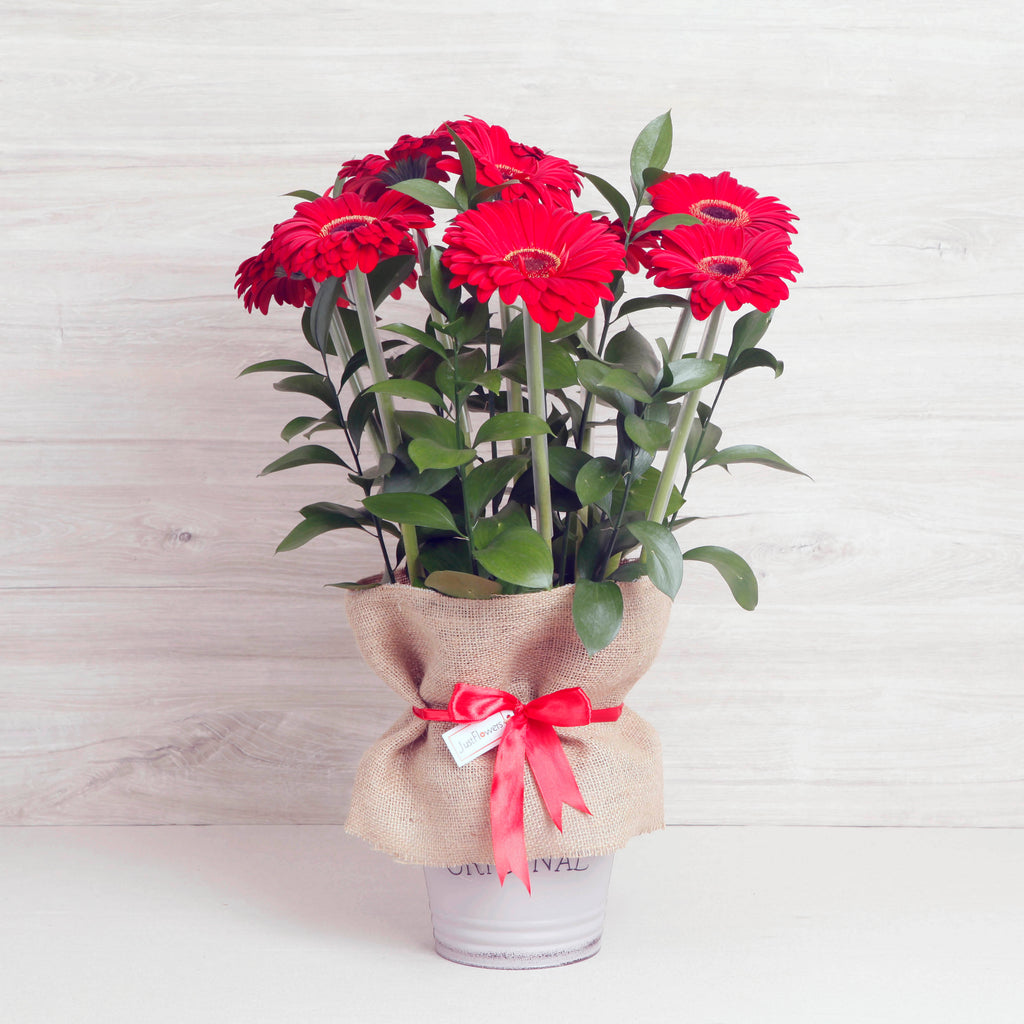 Arreglo de Gerberas Rojas – Pasión y Color con Base Metálica