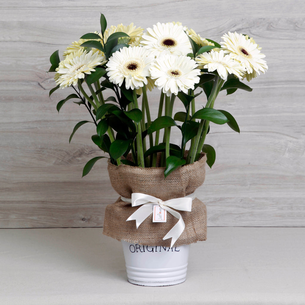 Arreglo de Gerberas Blancas – Limpieza y Frescura con Base Metálica