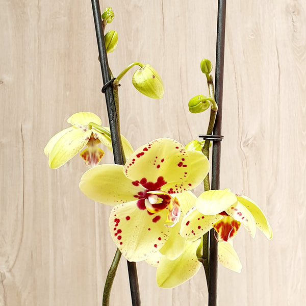 77. Orquídea Phalaenopsis Amarilla