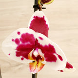 74. Orquídea Phalaenopsis Moteada